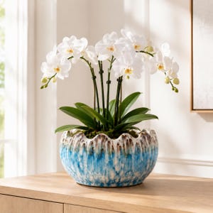 May include: A potted white orchid plant with multiple blooming flowers and green leaves. The plant is housed in a round, scalloped-edge ceramic bowl featuring a reactive glaze with a blue base that transitions into brown and white drips at the top.