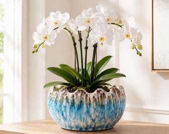 May include: A potted white orchid plant with multiple blooming flowers and green leaves. The plant is housed in a round, scalloped-edge ceramic bowl featuring a reactive glaze with a blue base that transitions into brown and white drips at the top.