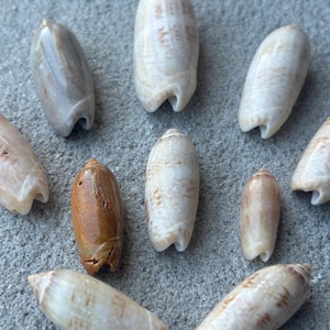 May include: A collection of ten small, smooth, elongated olive shells in various shades of cream, tan, and brown. Each shell features a glossy, polished surface with a distinct notched opening at one end, displaying natural patterns and color variations.