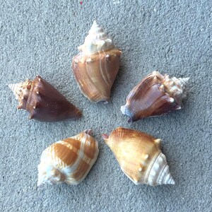 Florida Fighting Conch Shell l Set of 5 | Coastal Decor | Beach Decor | Shell | Seashell