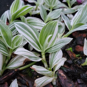 Tradescantia Pistachio, Wandering &quot;Dude&quot;. Beautiful variety with green and white variegation.