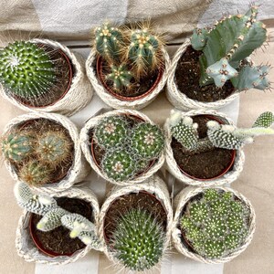 Small cactus: crocheted pot cover