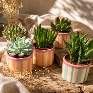 Piante grasse | Cactus | con vaso