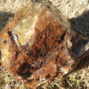 May include: A large, irregular piece of petrified wood featuring a rough, textured surface with deep grooves and ridges. The stone displays a rich color palette of earthy browns, deep rust-reds, and patches of translucent, glossy gray mineral deposits.