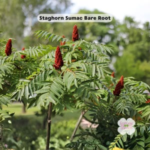 1 Staghorn Sumac Bare Root Plant 12–24 in - Rhus typhina Native Ornamental Shrub for Fall Color & Wildlife Gardens
