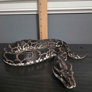 3D Printed Realistic Ball Python Figurine, Solid Snake Sculpture, Reptile Lover Gift, Unique Shelf and Desk Décor