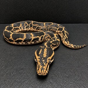 Coiled Ball Python Figurine, Midnight Mosaic Black and Gold, 3D Printed Reptile Sculpture, Snake Lover Gift, Herpetology Decor, Made in USA