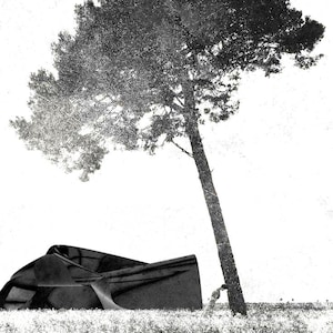 Op de afbeelding: Een zwart-wit artistieke compositie met een grote, getextureerde boom in een veld. Naast de boomstam rust een donkere, abstracte, gebogen sculpturale vorm op de grond, wat een scherp contrast vormt met de heldere achtergrond.