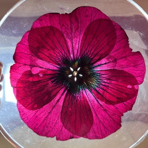 May include: A circular, transparent resin disc containing a single, pressed magenta flower with dark, radiating veins and a central star-shaped opening. The flower petals exhibit deep pink and purple hues, and a small white label with the text #101 is visible.