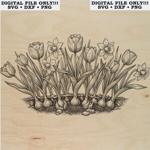 May include: A black and white line art illustration of a cluster of tulips and daffodils with visible bulbs and roots. The text DIGITAL FILE ONLY!!! SVG • DXF • PNG is displayed at the top of the image. The design features detailed floral stems.