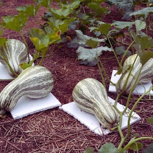 Peut inclure: Trois courges allongées en forme de poire avec une peau rayée vert clair et blanc, reposant sur des carrés de mousse blancs individuels. Les courges sont placées parmi des feuilles vertes et du paillis brun dans un jardin en pleine croissance.