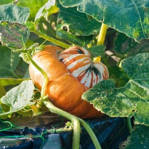 Puede incluir: Una calabaza con un exterior de color naranja sólido y una sección central prominente que presenta rayas verticales blancas y naranjas. La calabaza está rodeada de grandes hojas verdes texturizadas y tallos de vid de color verde claro.