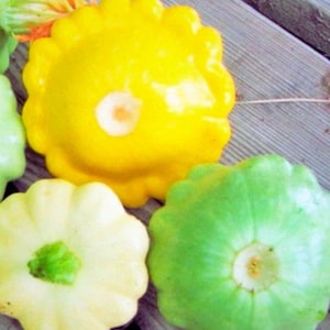 Puede incluir: Tres calabazas de tipo bonetera en colores amarillo brillante, crema pálido y verde claro. Cada calabaza presenta un borde festoneado distintivo y una forma redondeada y aplanada con una hendidura central donde se unía el tallo, con piel lisa.