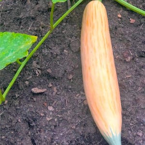 Peut inclure: Un long concombre cylindrique de couleur orange pâle avec de subtiles rayures verticales et une pointe vert clair, poussant sur une vigne avec une grande feuille verte visible sur le sol sombre et texturé d'un jardin en extérieur.