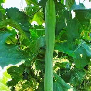 Pode incluir: Uma cabaça luffa longa, fina e de cor verde-clara, pendurada verticalmente numa videira. O vegetal apresenta uma forma cilíndrica lisa com subtis cristas longitudinais, rodeado por grandes folhas largas de cor verde-escura com bordos serrilhados.