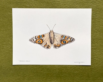 Original Art | Meadow Argus | Small Watercolour Study | Frame not included