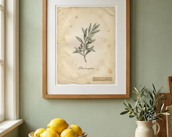 Olive Branch Herbarium Print, Vintage Style Botanical Specimen Wall Art, Instant Download