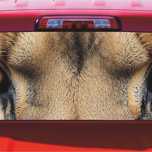 May include: A red pickup truck featuring a large rear window decal that displays a high-resolution, close-up graphic of a big cat's face, focusing on its intense, golden-yellow eyes and textured brown fur across the entire glass surface.