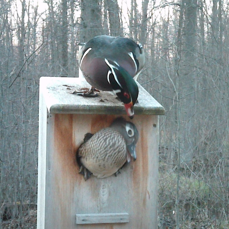 Wood Duck Nesting Box full door Etsy