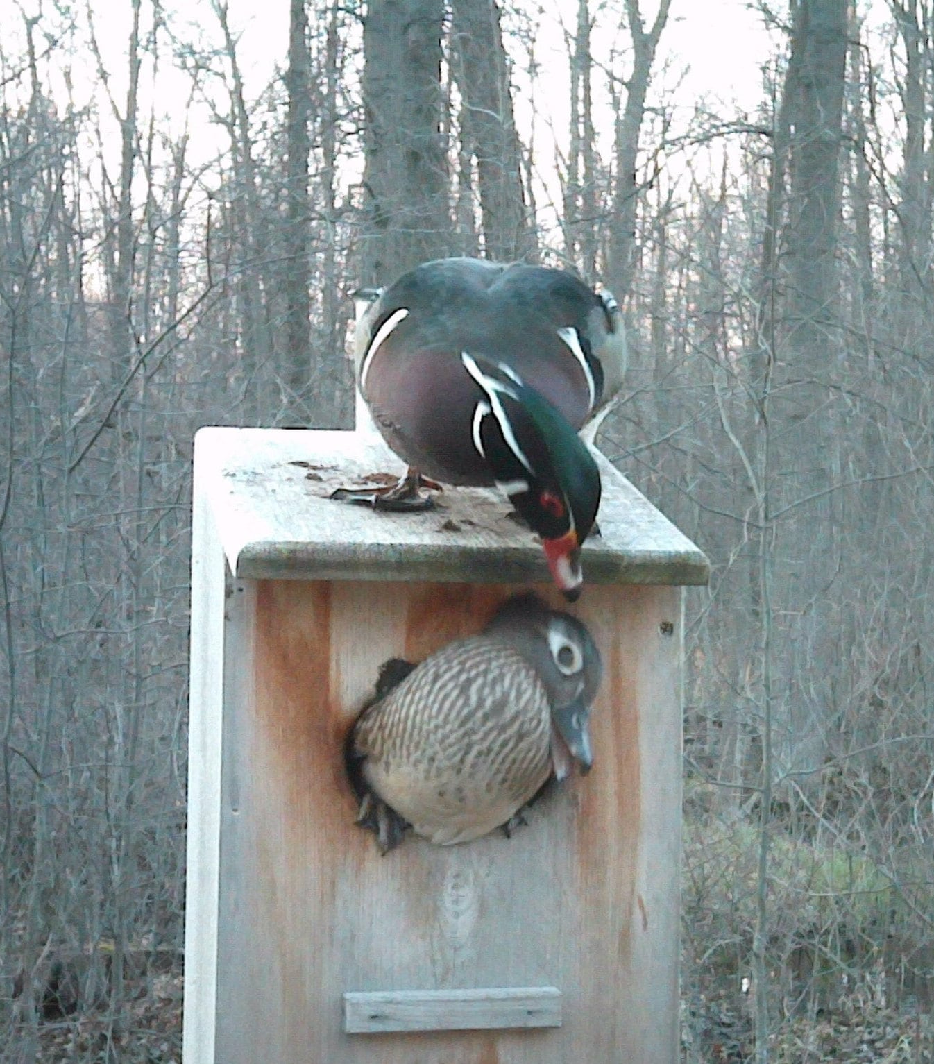 3 pack Wood duck nest boxes full door Etsy