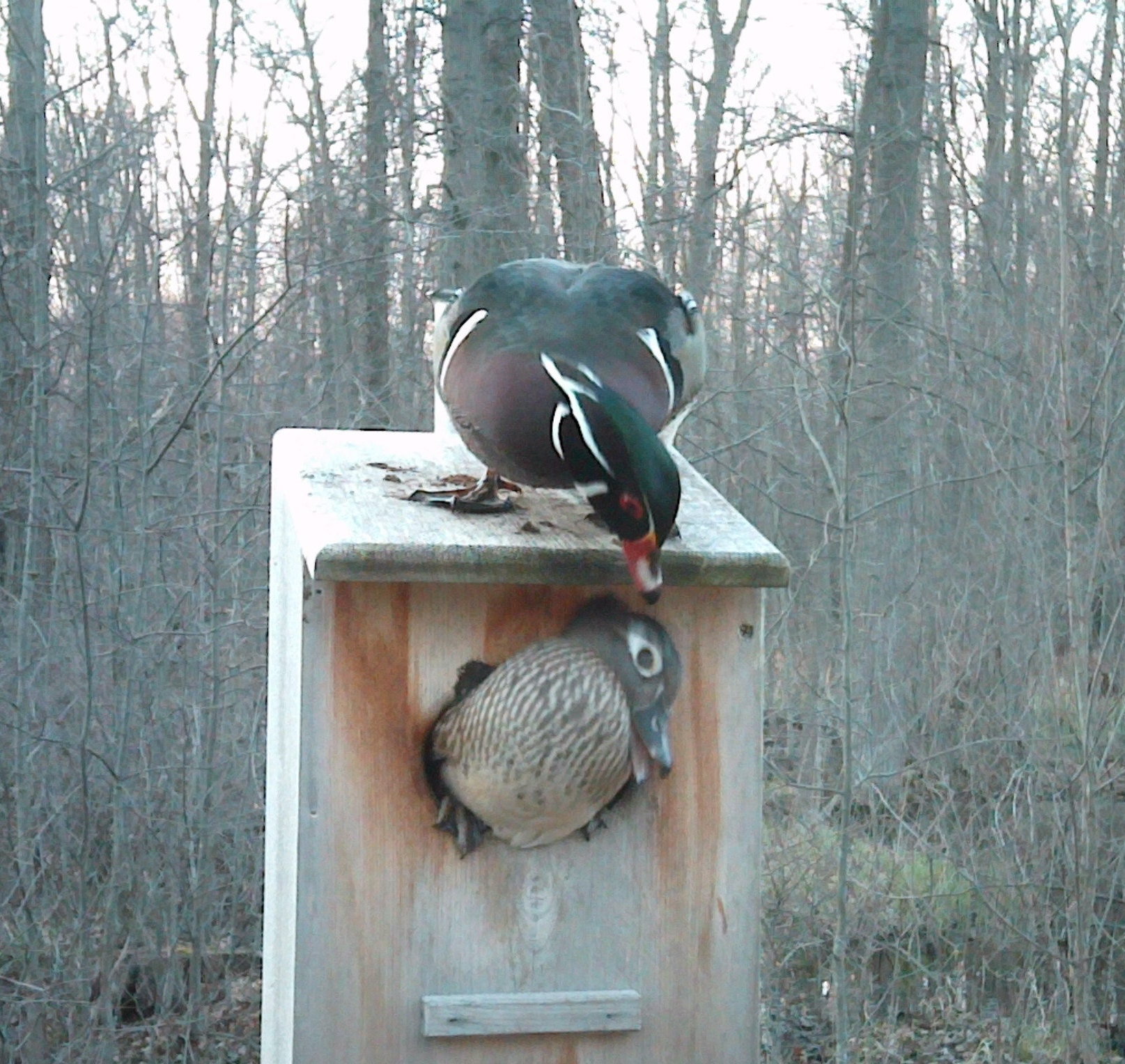 Wood Duck Nest Box Kits. ( 3 Pack ) - Etsy