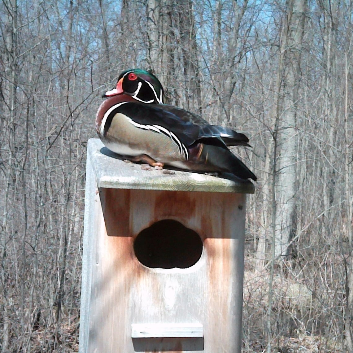 Wood Duck Nesting Box Cedar Split Door Etsy
