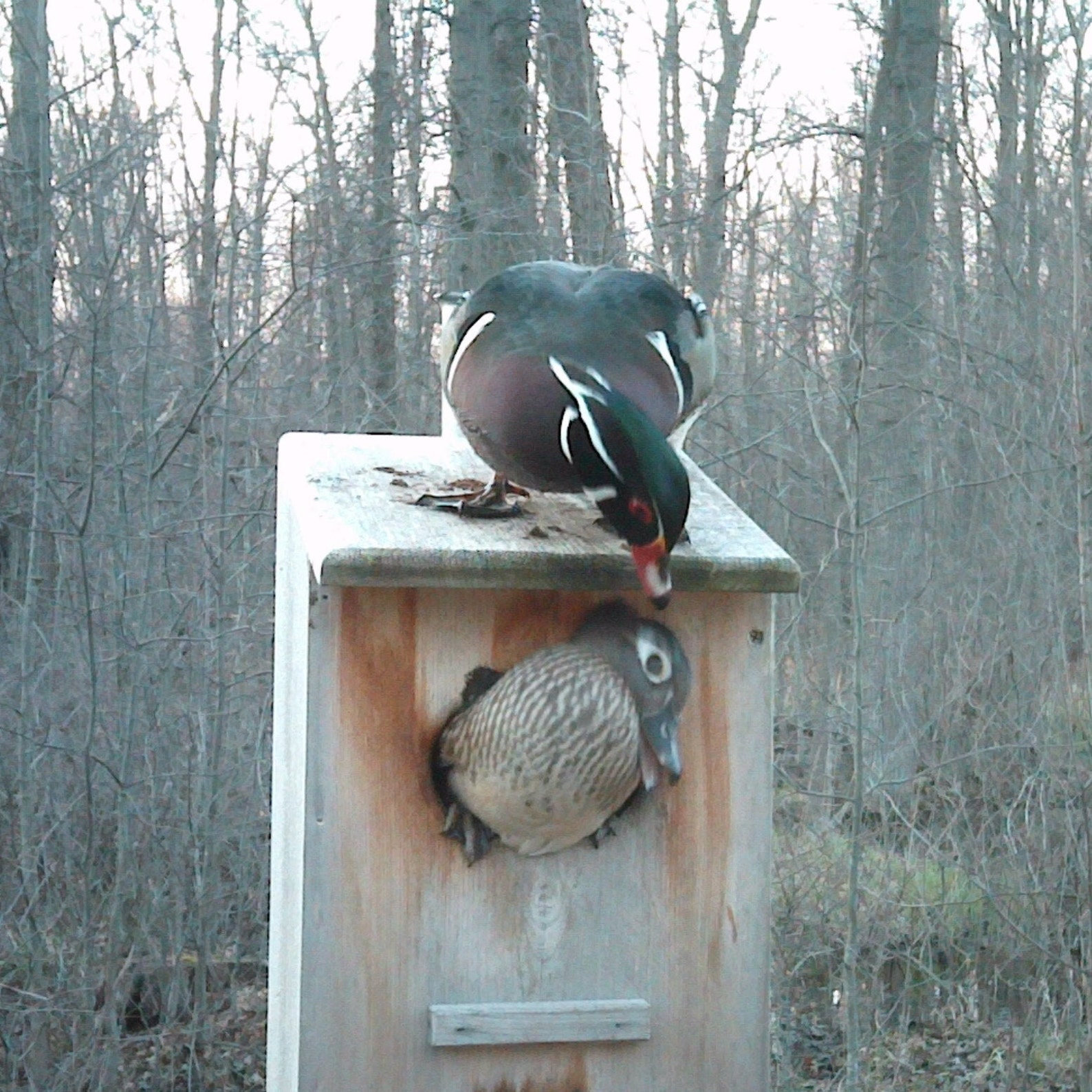 Wood Duck Nesting Box, Cedar, Split Door Etsy