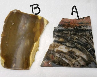 Petrified Wood Lapidary Slab, your choice, large slab