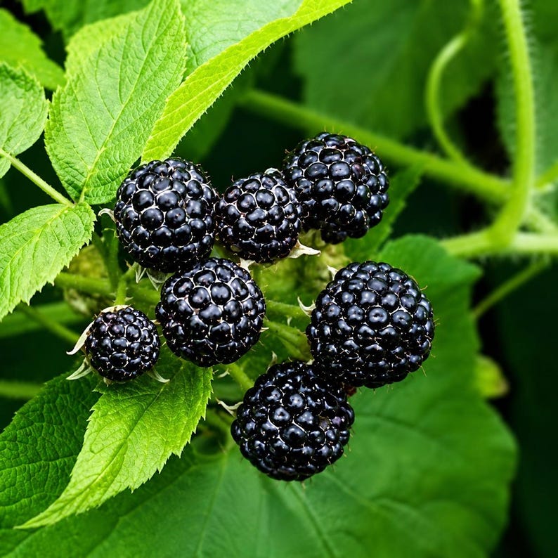 May include: A cluster of ripe, dark purple blackberries with a glossy, textured surface, attached to a green stem surrounded by several vibrant, serrated green leaves. The berries are round and composed of many small, individual drupelets.