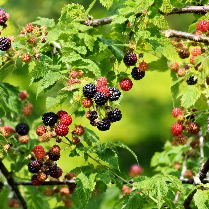 May include: A blackberry bush featuring clusters of ripe, dark purple-black berries and unripe red berries on green stems with serrated leaves. The plant displays various stages of fruit development, showing deep black and bright red textured drupelets.