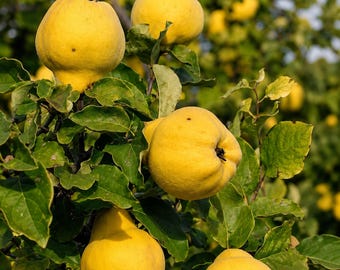 May include: Several ripe, bright yellow quince fruits hanging from the branches of a tree. The fruits have a rounded, slightly irregular shape with smooth skin, surrounded by numerous green leaves on the stems of the fruit-bearing tree.