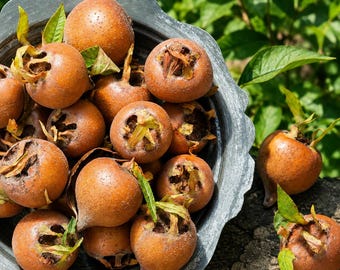 May include: A collection of round, brown medlar fruits with textured skin and open, star-shaped calyxes, piled inside a scalloped, weathered gray metal bowl, with additional fruits resting nearby on a rough, dark surface.