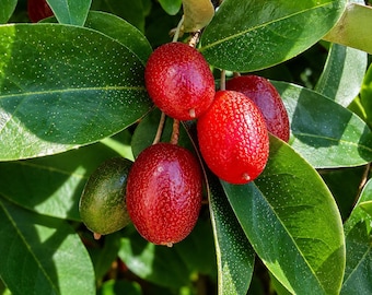 May include: A cluster of bright red, oval-shaped berries hanging from a branch with glossy, dark green, elliptical leaves. One berry remains partially green, showing a smooth texture, while the ripe red berries feature a speckled surface.