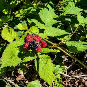 May include: A cluster of blackberries growing on a green leafy vine. The fruit includes several small, round, bright red unripe berries and one large, dark, fully ripened black berry with a textured surface, all attached to a thin stem.