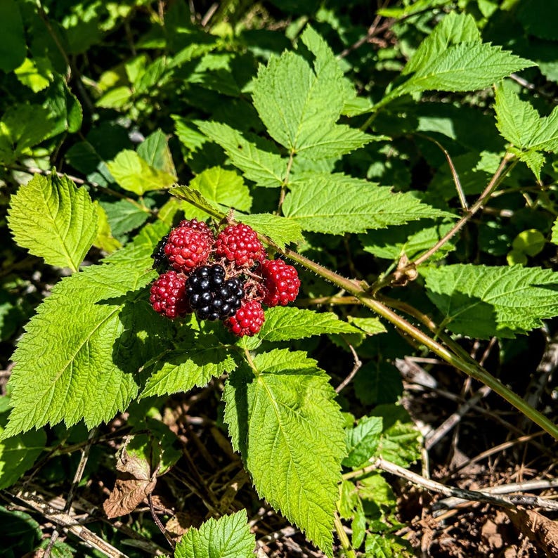 May include: A cluster of blackberries growing on a green leafy vine. The fruit includes several small, round, bright red unripe berries and one large, dark, fully ripened black berry with a textured surface, all attached to a thin stem.
