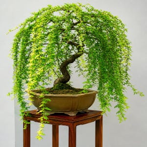 May include: A weeping bonsai tree with vibrant green foliage and a curved, textured brown trunk. The tree is planted in a shallow, rectangular, matte brown ceramic pot filled with dark soil and moss, showcasing a cascading branch structure.