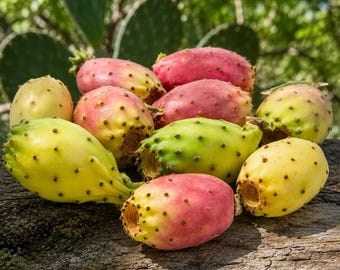May include: A collection of prickly pear fruits in shades of yellow, light green, and magenta, each featuring small dark spots and a textured skin. The oval-shaped fruits are clustered together, displaying their natural colors and varied ripeness.