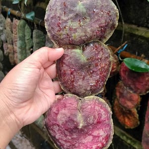 Hoya Imbricata Red Live Plant - Rare Red Shingle Hoya - Collector Tropical Houseplant - Rooted Exotic Indoor Plant - Unique Foliage Hoya