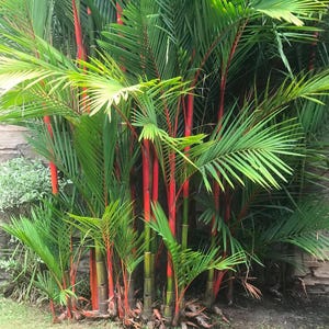 Red Palm Cyrtostachys Renda Lipstick Palm - Tropical Ornamental Palm - Indoor Outdoor Garden Plant