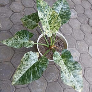 Variegated philodendron giganteum - Etsy 日本
