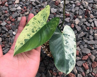Philodendron Ilsemanii Variegated - Zeldzame bonte Philodendron - Levende verzamelaroïde - Marmerbonte bonte kleur - Bonte plant