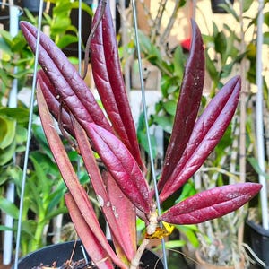 May include: A Hoya plant featuring long, lance-shaped leaves with a deep, dark burgundy and reddish-purple coloration. The foliage has a glossy, textured surface with visible veins, growing from a central stem in a black plastic pot with wire hangers.