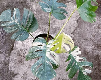 Tatsächliche Pflanze: Monstera deliciosa Albo Variegated – Seltene Monstera deliciosa Albo – Stark panaschierte Fensterblattpflanze – Mittelgroß