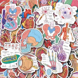 May include: A collection of assorted vinyl stickers featuring colorful anatomical and biological diagrams, including a human skull, heart, eye, hand, neuron, and cellular structures with labels like Aorta, Mitosis, and Parietal.