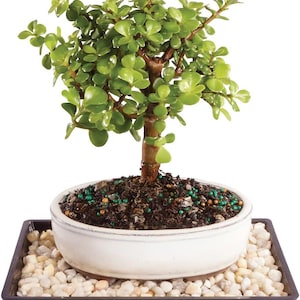 Puede incluir: Un pequeño bonsái de planta de jade con hojas verdes redondeadas y brillantes y un tronco marrón grueso, plantado en un recipiente de cerámica blanco redondo lleno de tierra oscura y pequeñas bolitas de fertilizante verdes, sobre una bandeja cuadrada de guijarros blancos.