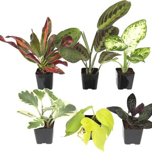 Blandade levande krukväxter (6-pack), luftrenande krukväxter, lättskötta 5 cm krukor