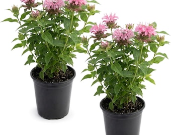 Plantas vivas de Monarda rosa – Atrai polinizadores e borboletas (2 plantas por pacote)