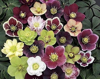 Lenten Rose/Hellebore Mix 5 Bareroot Plants Great for Fall Planting