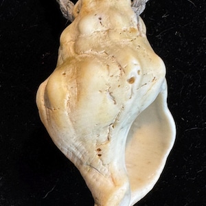 May include: A cream-colored seashell pendant with a weathered, textured surface and natural ridges, suspended from a thick, light gray twisted cord. The shell features an elongated, irregular shape with a hollow opening on the right side.