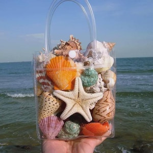 Bolsa de estrellas de mar con conchas marinas naturales variadas, artículos para manualidades, decoración de acuarios, adorno costero.